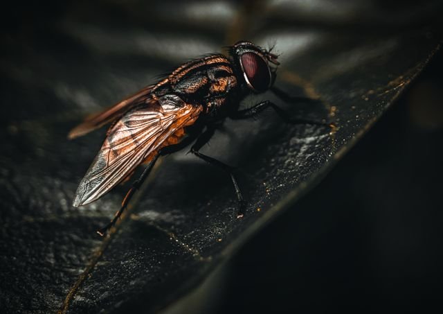 Close-up image of a housefly on a leaf with detailed textures.