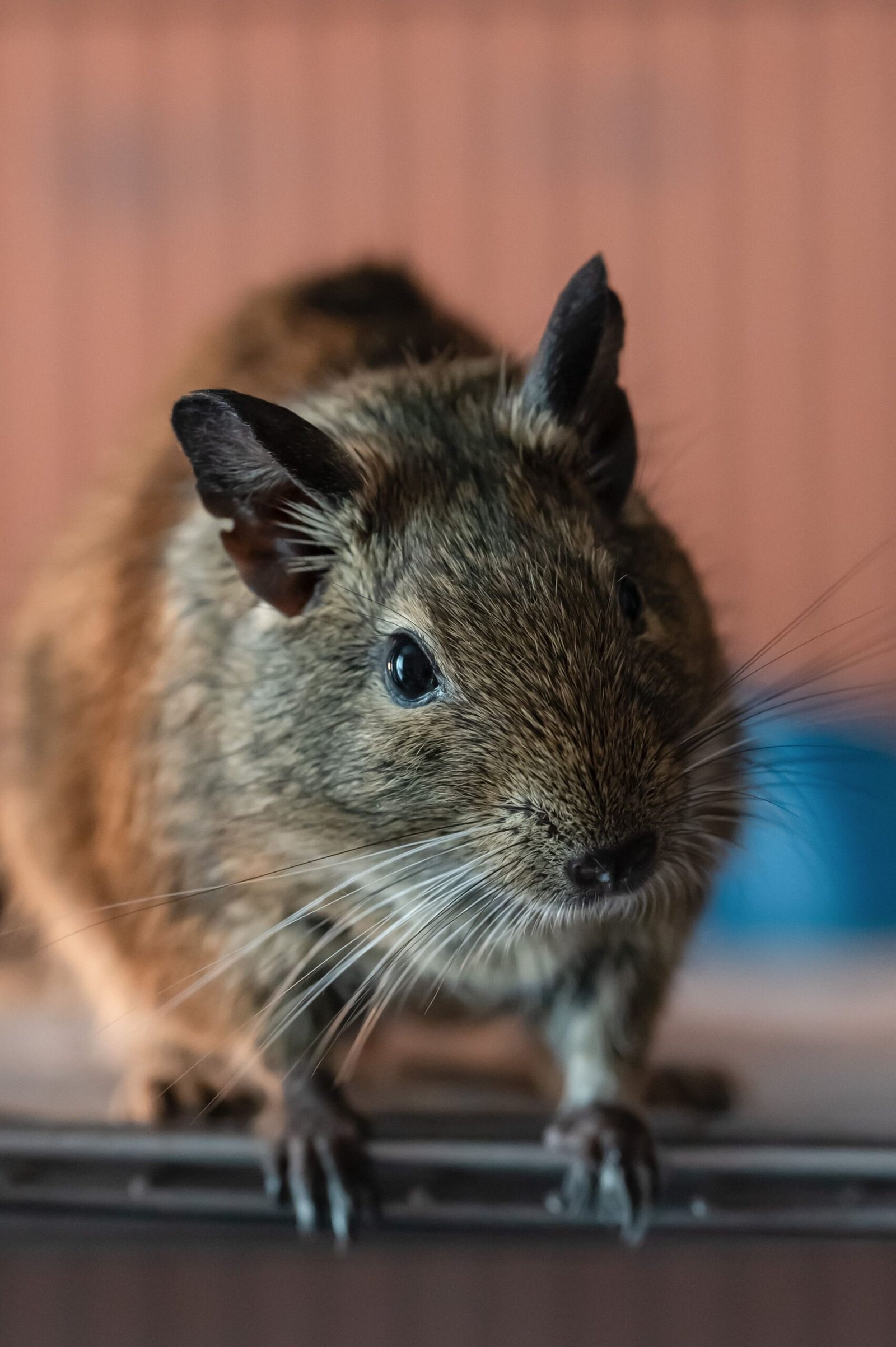 A curious degu looks intently at the camera, showcasing its whiskers and fur.